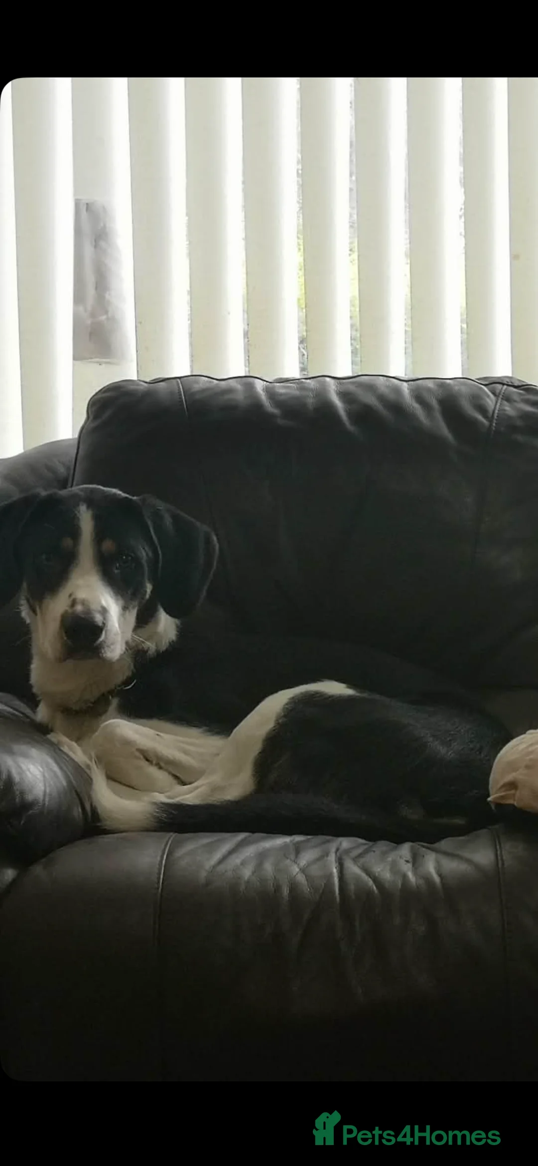 Mixed Breed dogs for sale: Bryn- collie x fellhound  - Advert 2