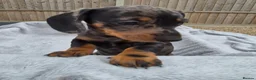 Miniature Dachshund dogs for sale: Gorgeous KC Registered, PRA Clear puppies  in Harlow - Advert 21