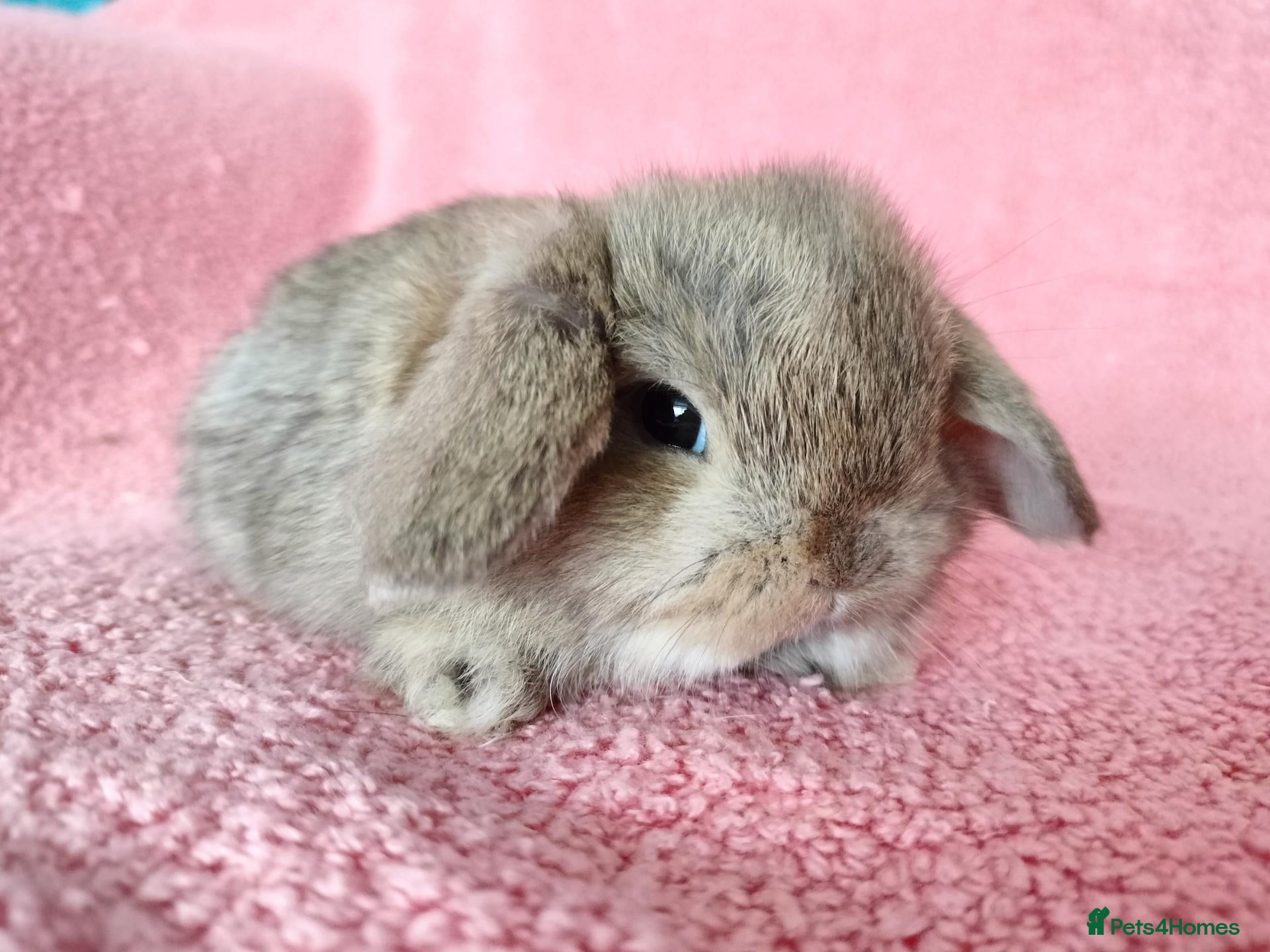 Mini Lop rabbits Baby mini lops for sale  - Advert 16