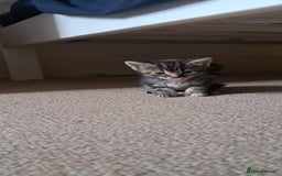British Shorthair cats for sale: Beautiful little boy ready to go soon!  - Image 4