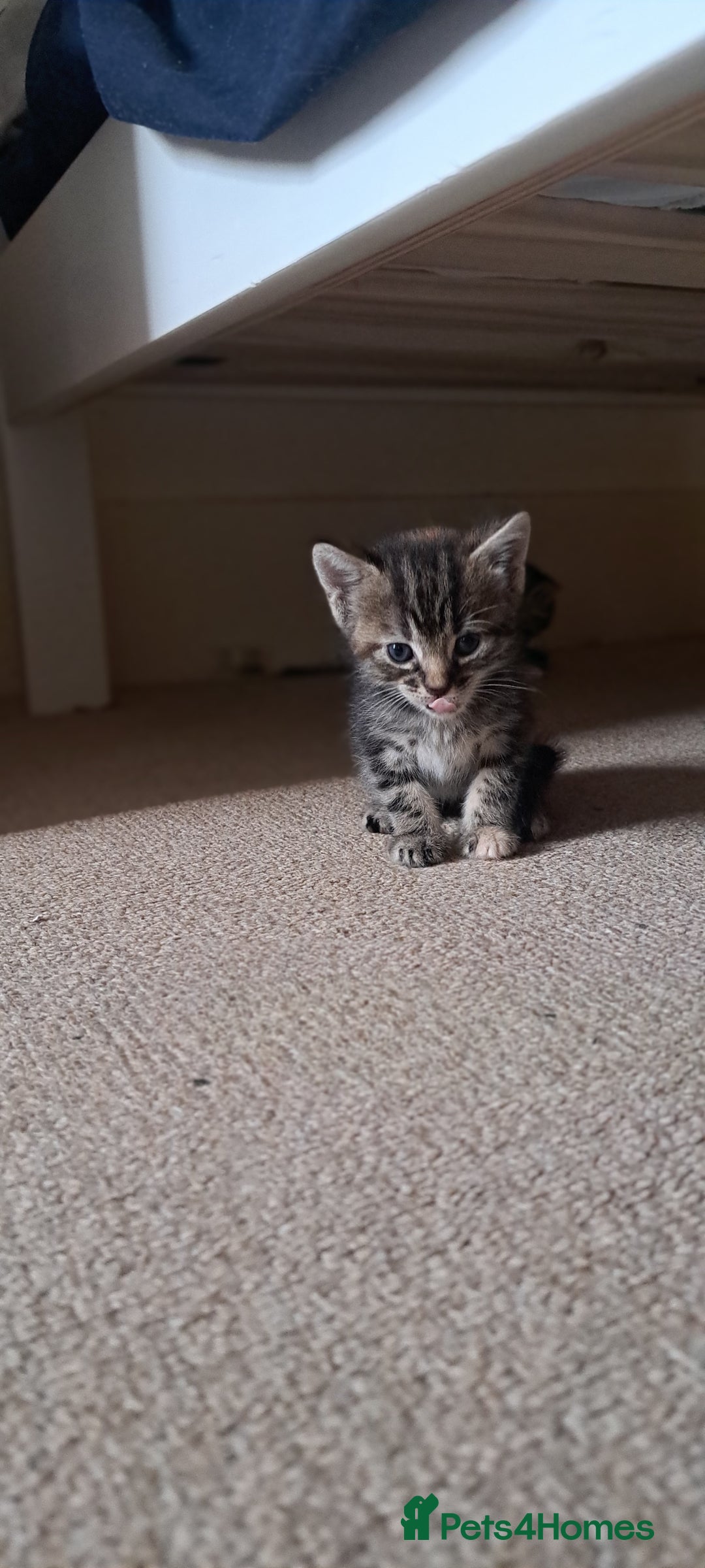 British Shorthair cats for sale: Beautiful little boy ready to go soon!  - Image 4