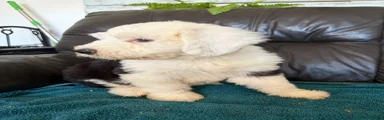 Old English Sheepdog 8