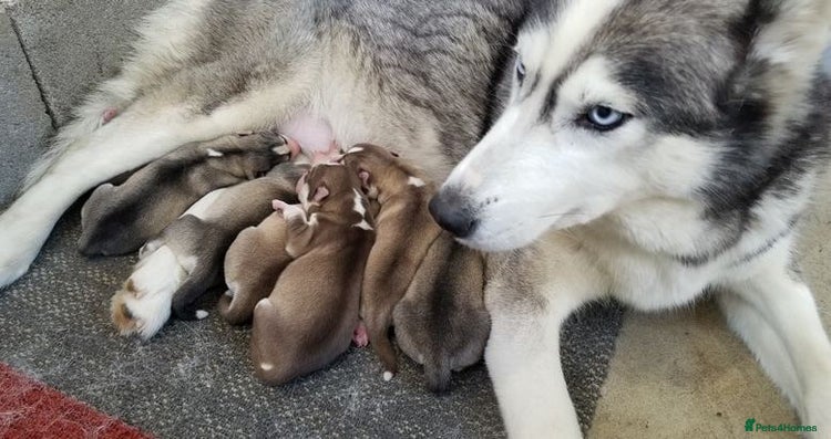 Mixed Breed dogs - Advert 1