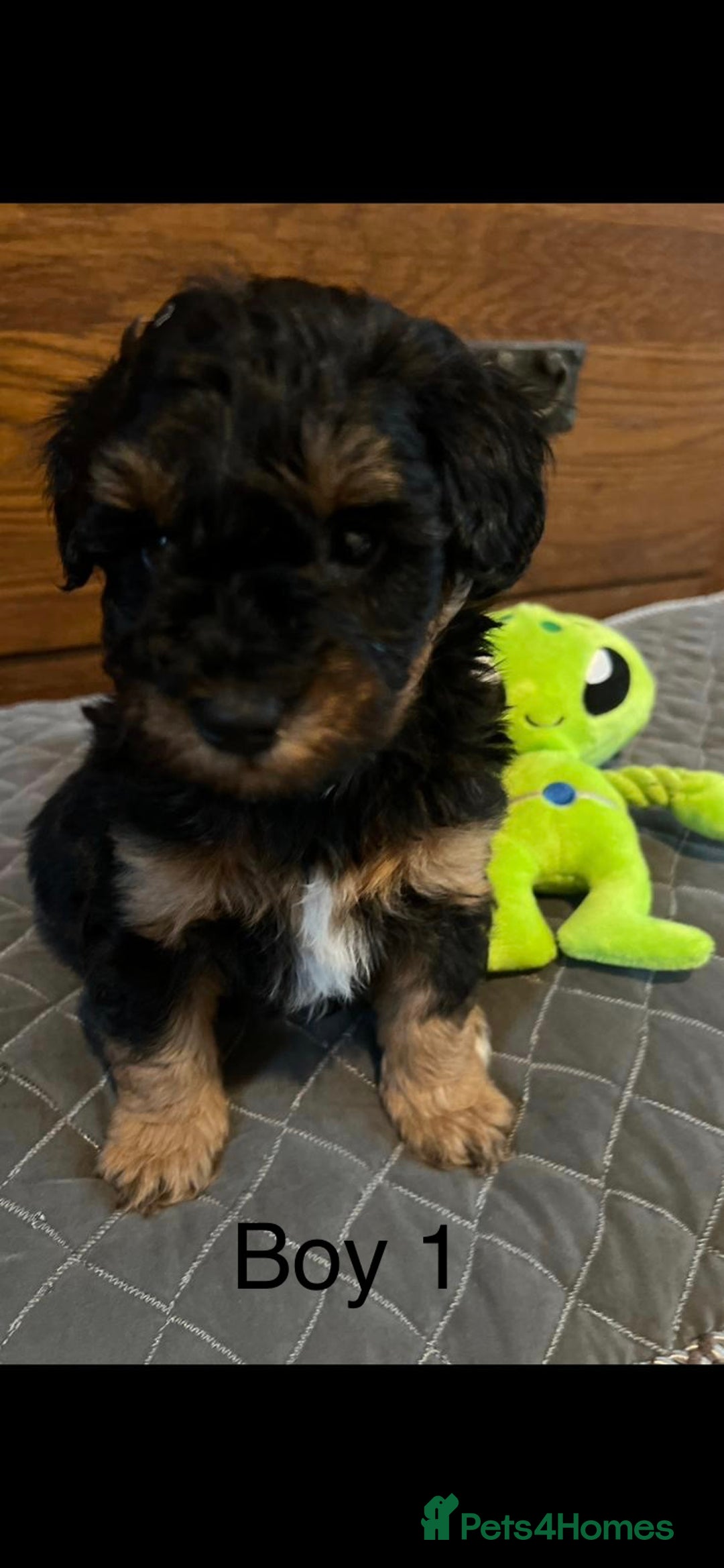 Schnoodle dogs for sale: American Toy Schnoodle Puppies *READY TO GO* - Advert 20