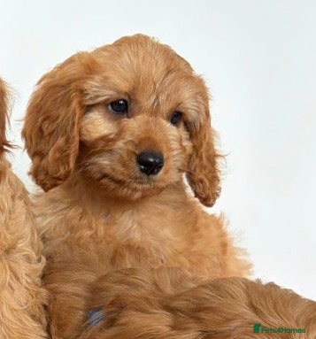 Cavapoo dogs 5⭐️licensed Breeder, outstanding F1 cavapoo’s  - Advert 2