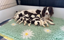 English Springer Spaniel dogs for sale: English springer spaniels  - Image 8