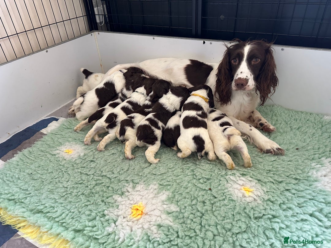 English Springer Spaniel dogs for sale: English springer spaniels  - Image 8