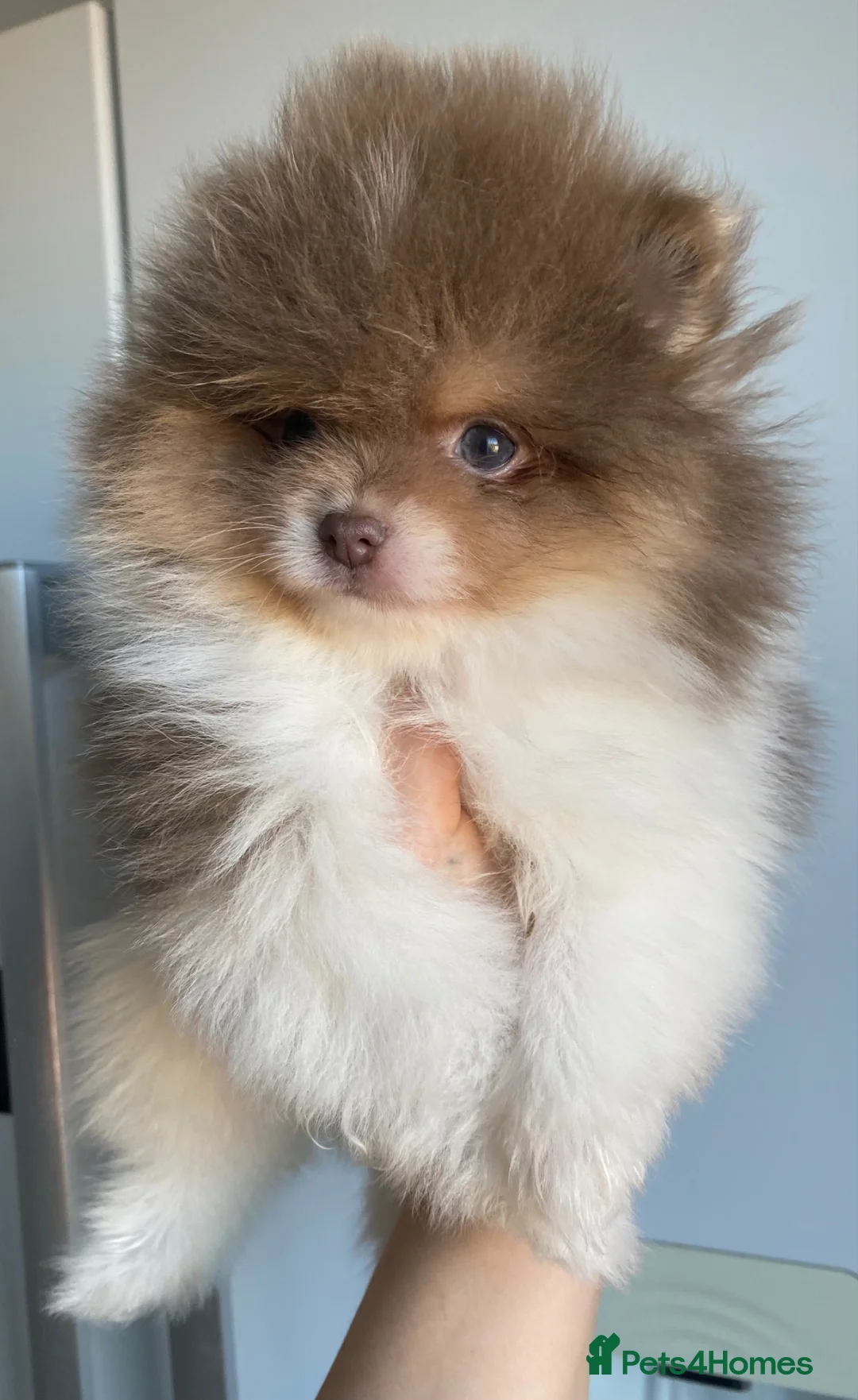 Pomeranian dogs for sale: Pomeranian puppys ready now  - Advert 24