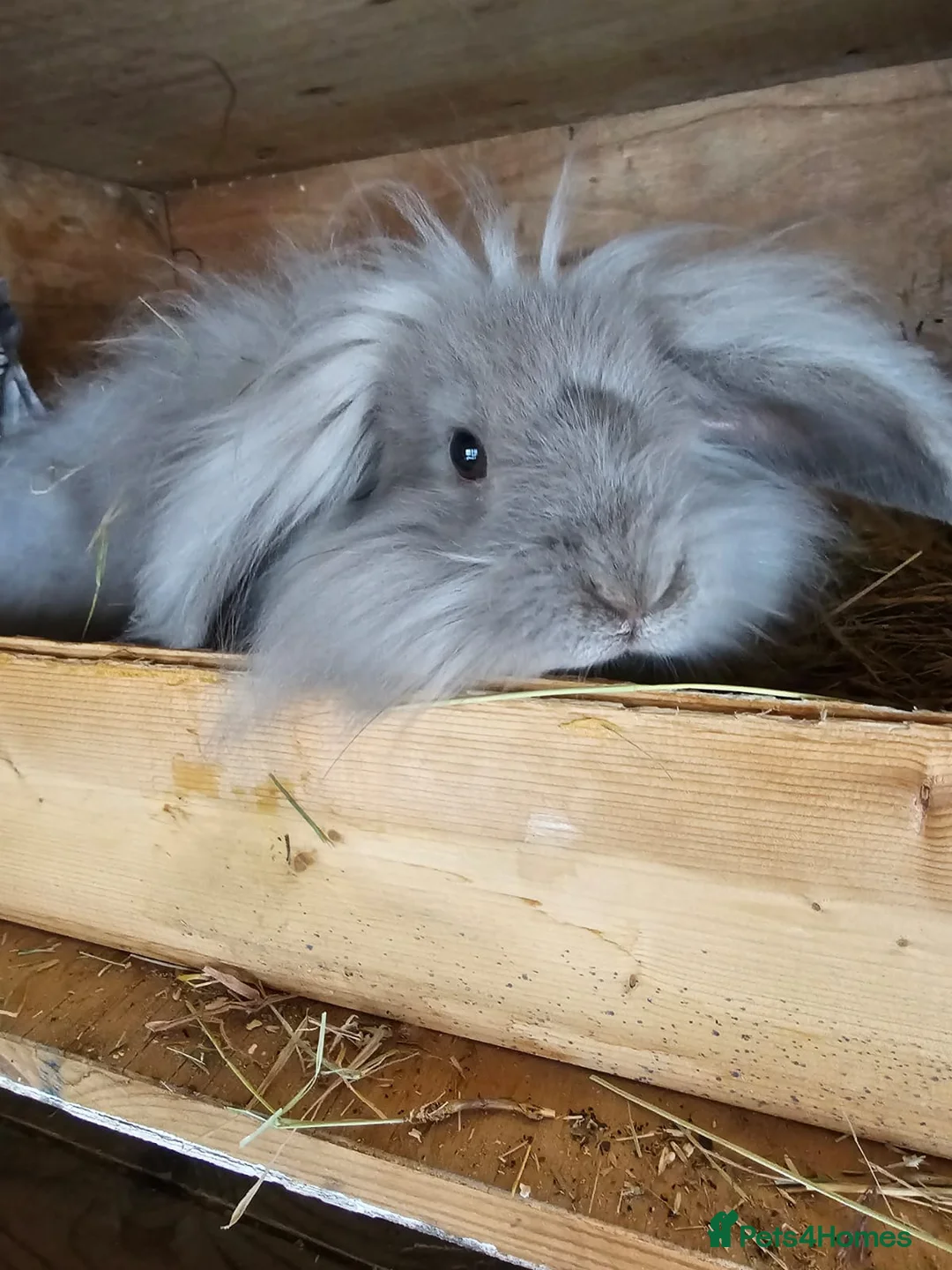 Lionhead rabbits for sale: Teddywidder doe in Swadlincote - Advert 1