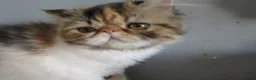 Persian cats for sale: Fantastic Female Persian kitten ready now - Advert 25