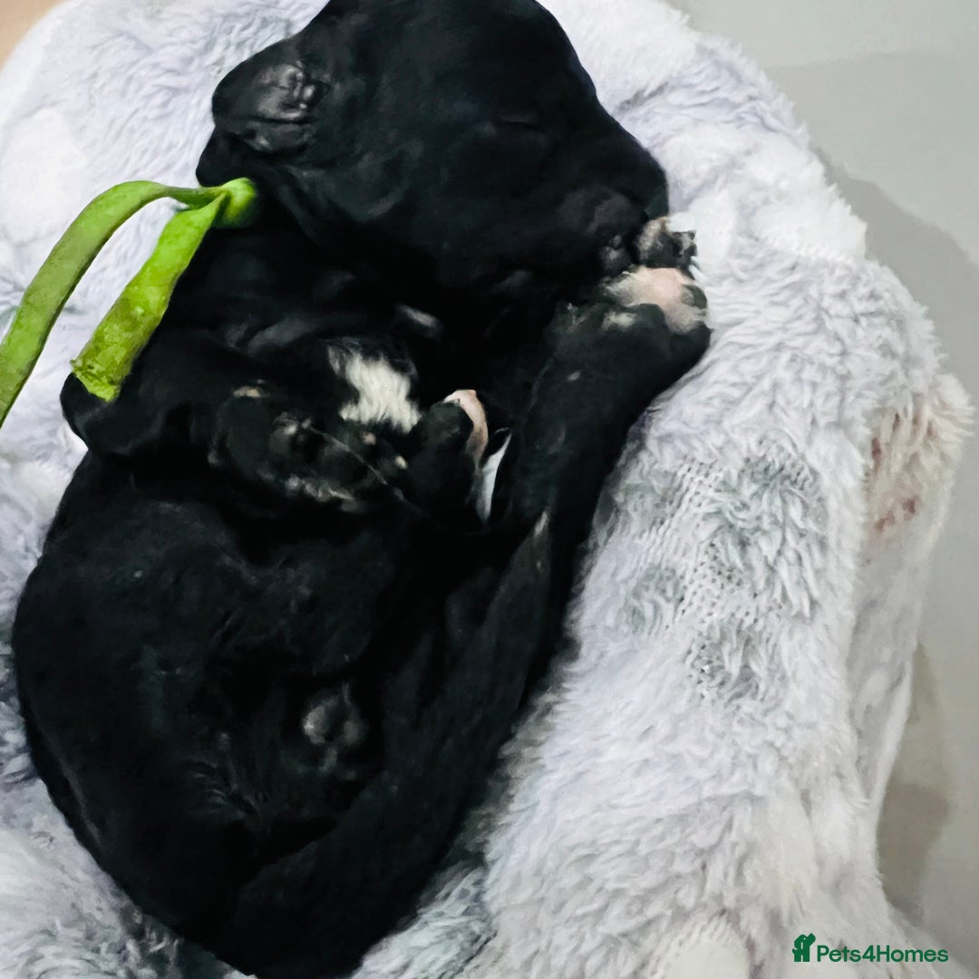 Cockapoo dogs for sale: Beautiful Cockapoo Puppies – 6 Boys & 2 Girls - Advert 19