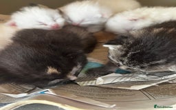 Mixed Breed cats for sale: 5 beautifull short hair. Kitten  - Image 5
