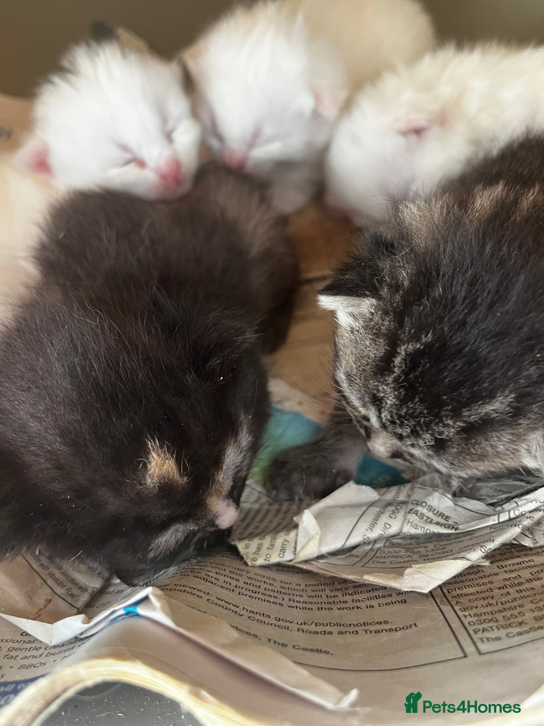 Mixed Breed cats for sale: 5 beautifull short hair. Kitten  - Image 5