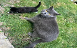 British Shorthair cats for sale: British blue x - Image 14