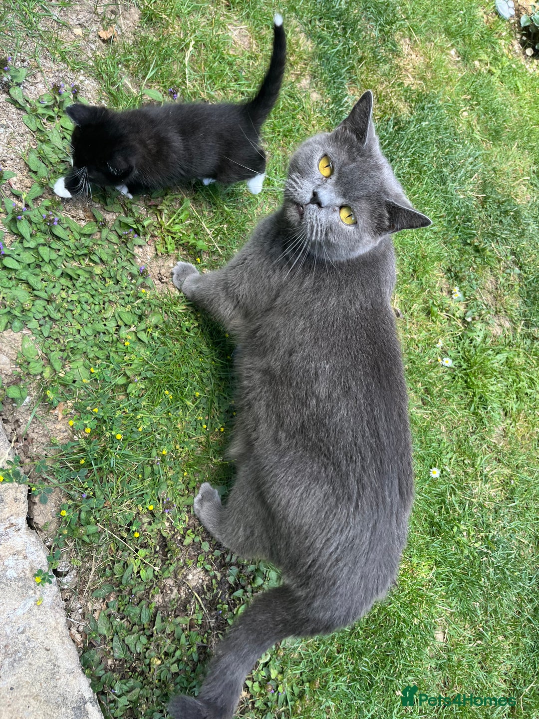 British Shorthair cats for sale: British blue x - Image 14