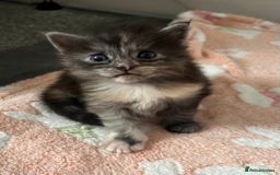 Maine Coon cats for sale: Beautiful RARE coloured Maine Coons - Image 28