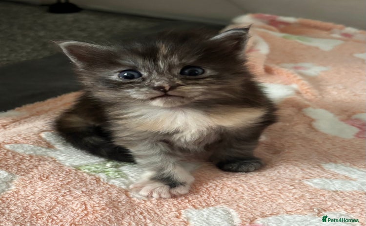 Maine Coon cats - Advert 7