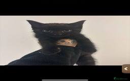 Mixed Breed cats for sale: 7 all black kittens - Image 24