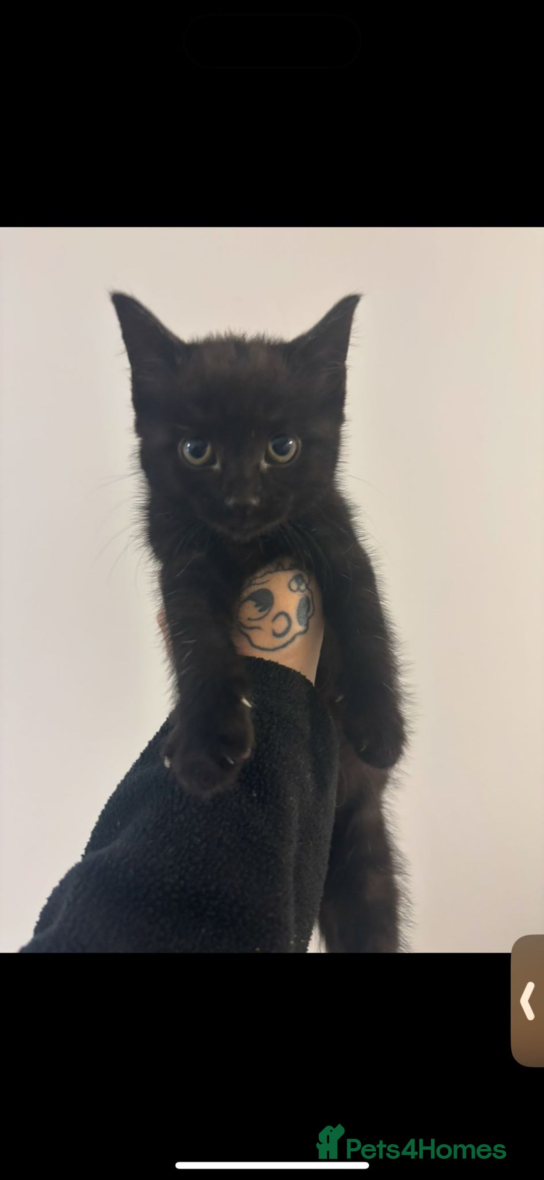 Mixed Breed cats for sale: 7 all black kittens - Image 24