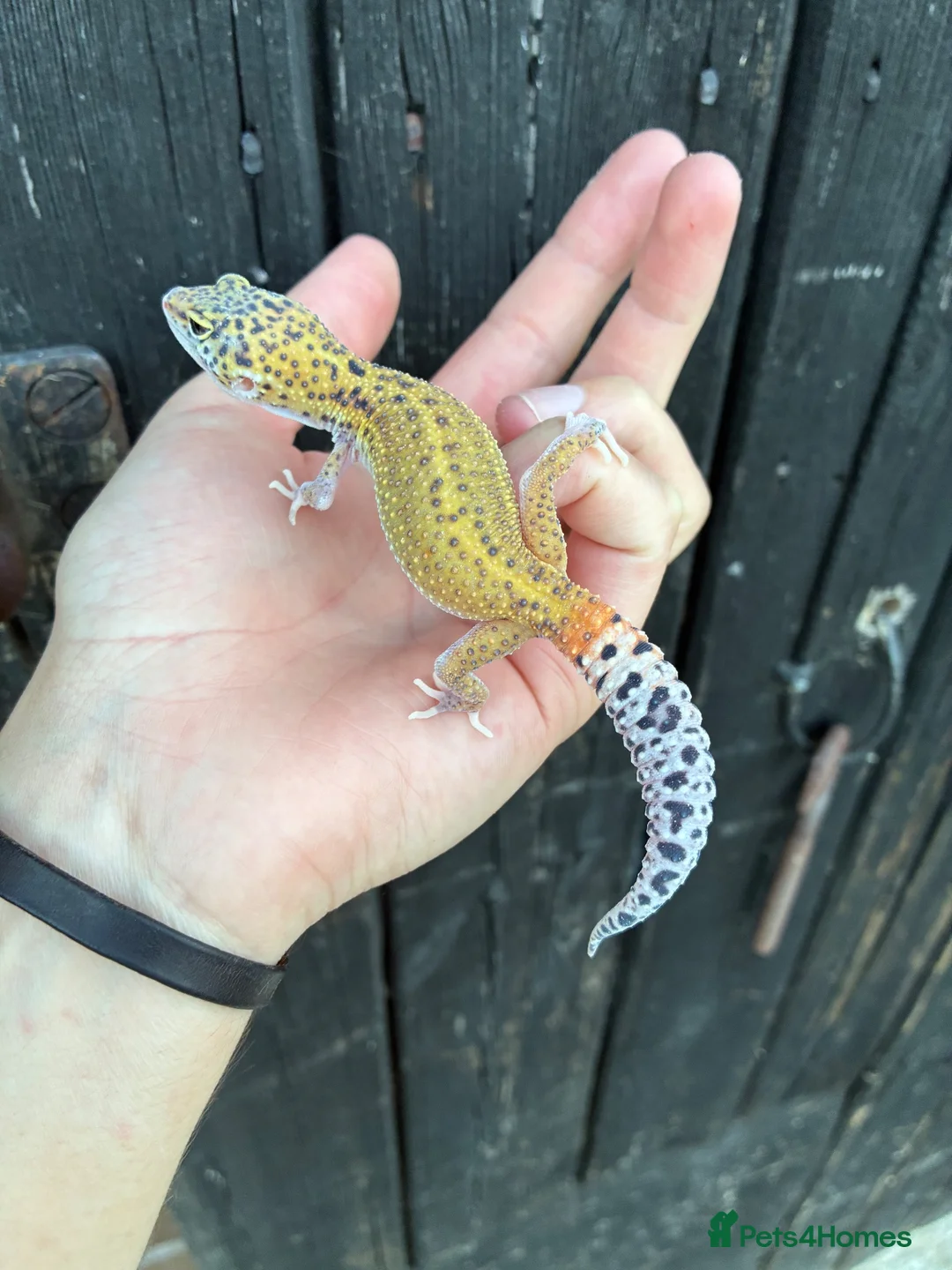 Leopard Gecko reptiles for sale: Leopard Gecko + Setup Kits - Advert 9