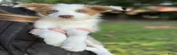 Border Collie dogs for sale: Our Bred Border Collie Puppies For Sale - Advert 4