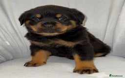 Rottweiler dogs for sale: **Stunning Rottweiler Puppies** - Image 10
