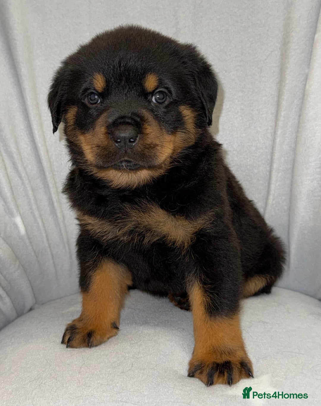 Rottweiler dogs for sale: **Stunning Rottweiler Puppies** - Image 10