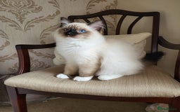 Ragdoll cats for sale: 2x ragdoll boy kittens - Image 2