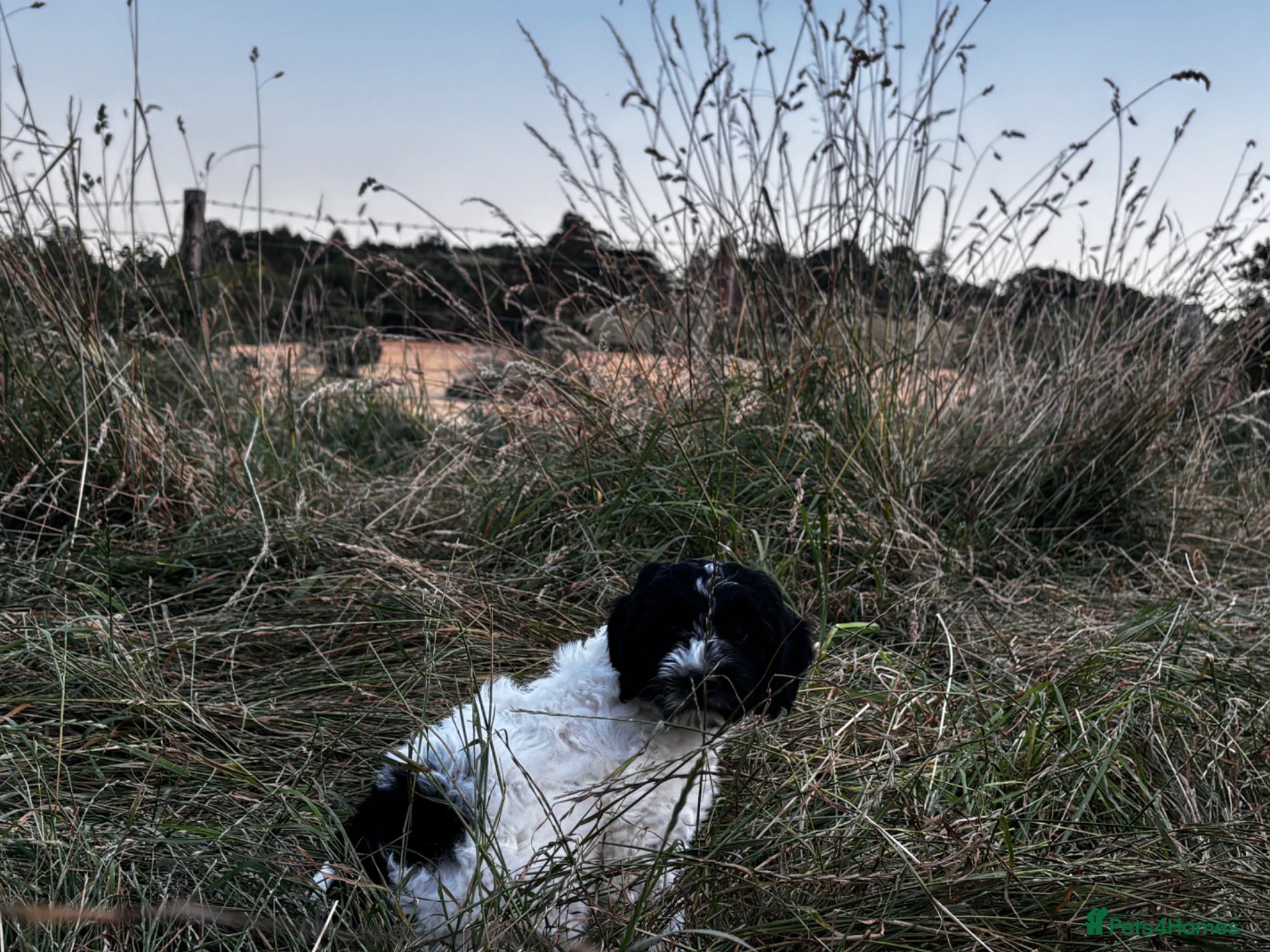 Mixed Breed dogs Last remaining Cockerpoo, ready for new home!  - Advert 1