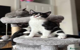 Mixed Breed cats for sale: British shorthair 5 mix kittens  - Image 15