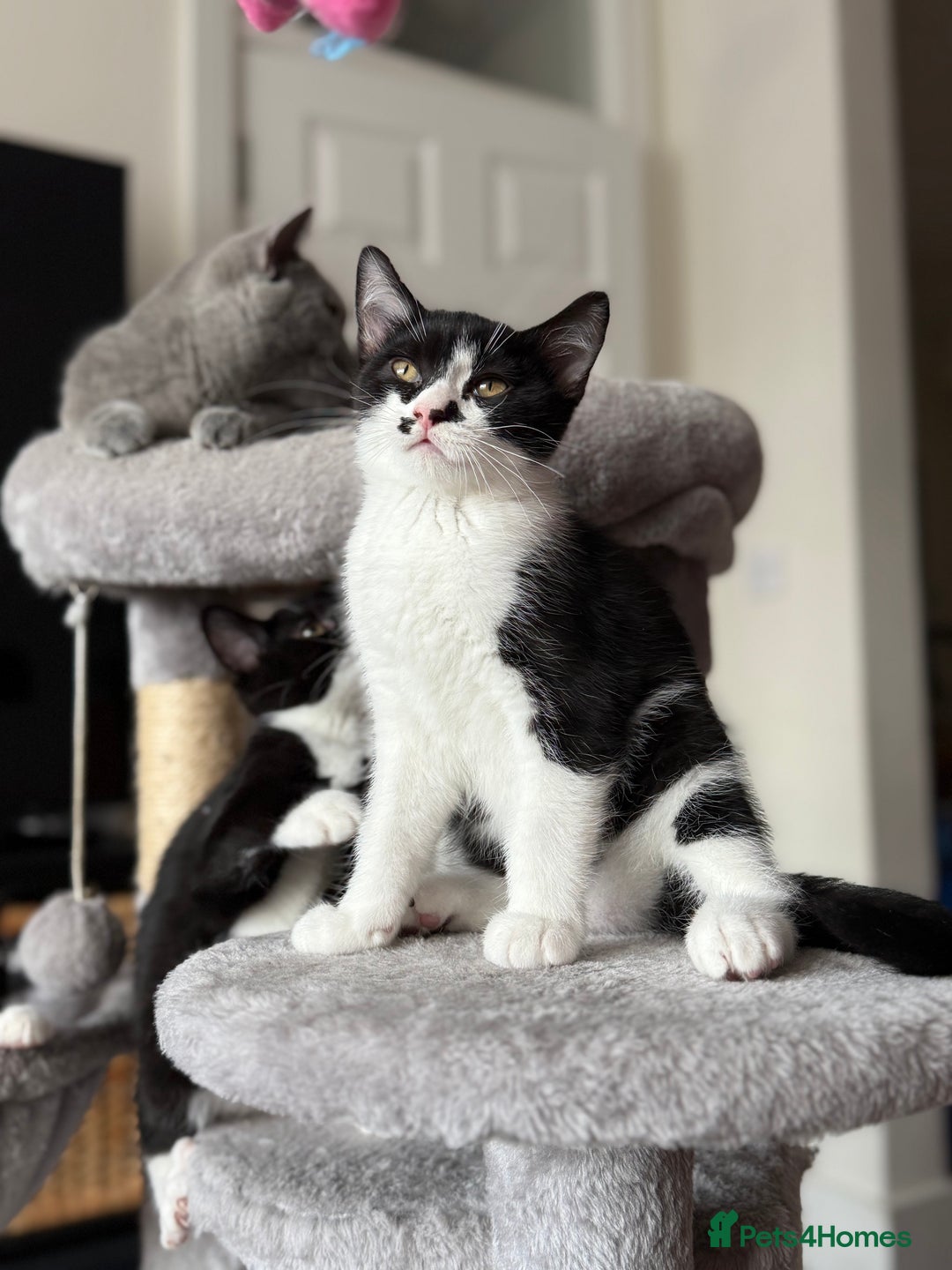 Mixed Breed cats for sale: British shorthair 5 mix kittens  - Image 15