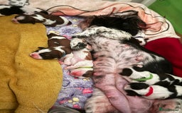 Shih Tzu dogs for sale: ShihTzu Newborn Puppies 💕Home-Raised & Well-Loved - Advert 12