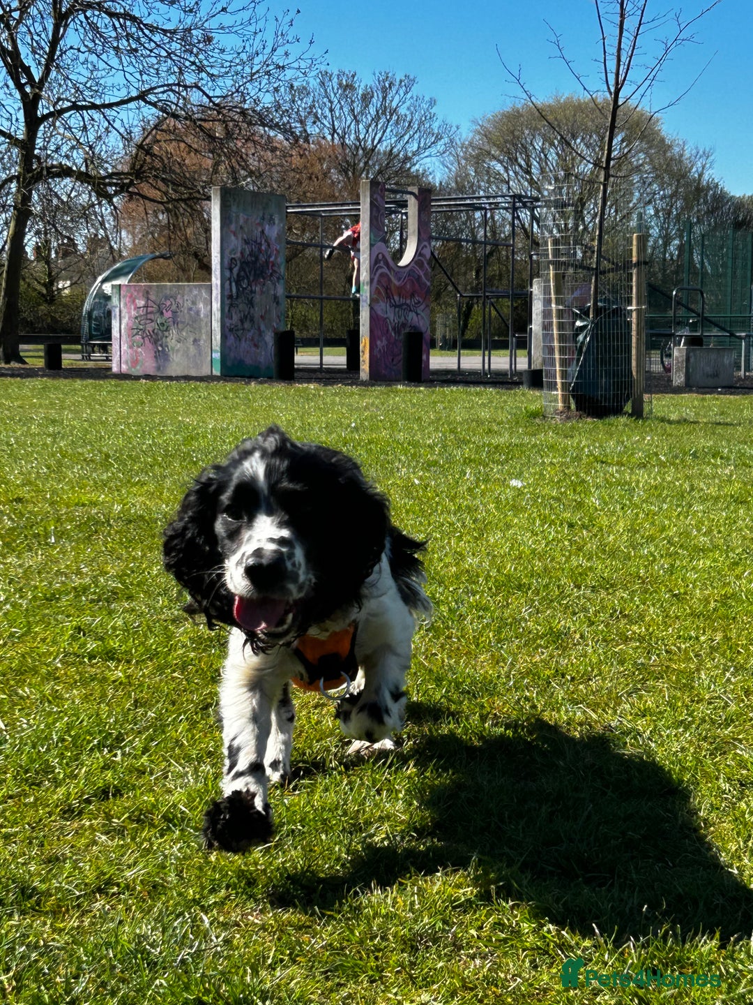Cocker Spaniel dogs for stud: Cocker Spaniel for stud - Image 4