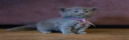 Maine Coon cats for sale: Stunning Maine Coons - Advert 5