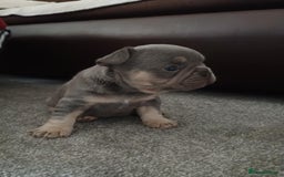 French Bulldog dogs for sale: French bulldog Izabella  - Image 10