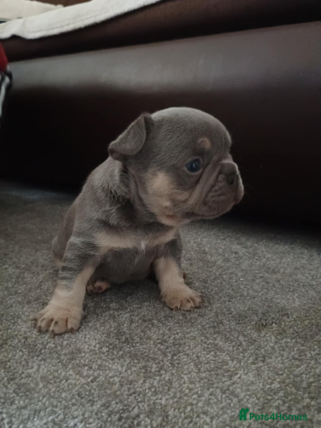 French Bulldog dogs for sale: French bulldog Izabella  - Image 10
