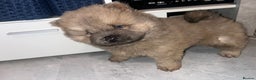 Chow Chow dogs for sale: CHOW CHOW PUPPYS  - Advert 20