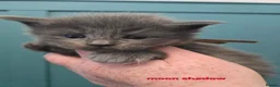Maine Coon cats for sale: Blue & Blue Smoke Maine Coon Kittens Stunning Tica - Advert 3