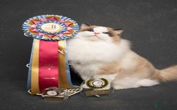 Ragdoll cats for sale: Stunning Ragdoll Kitten Fife Reg Breeder - Image 8