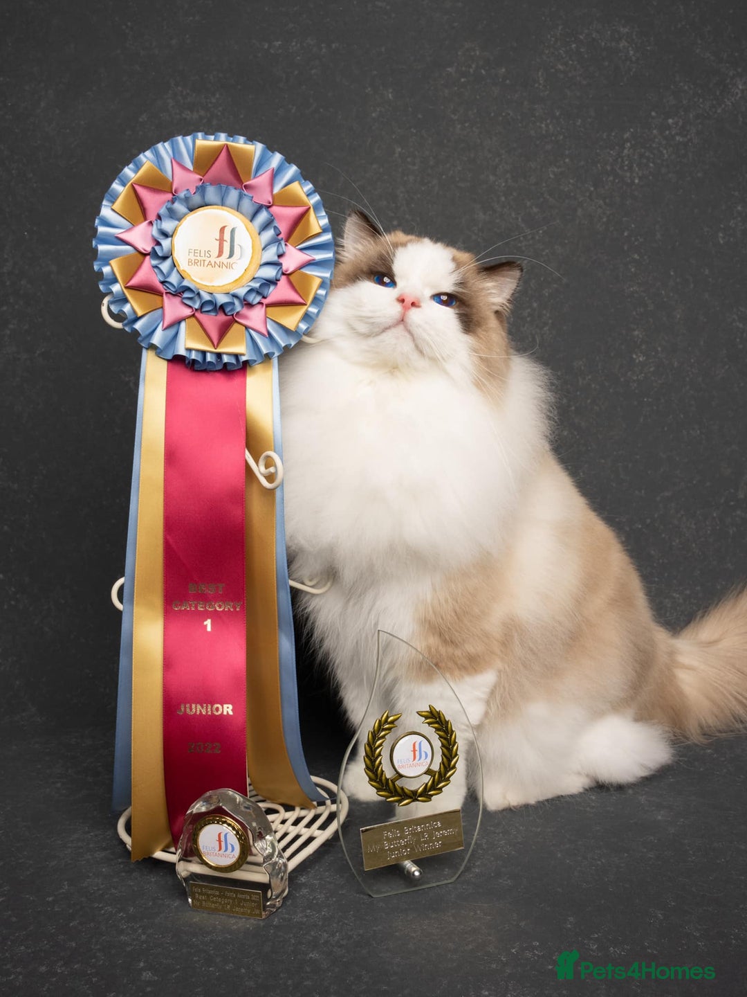 Ragdoll cats for sale: Stunning Ragdoll Kitten Fife Reg Breeder - Image 8