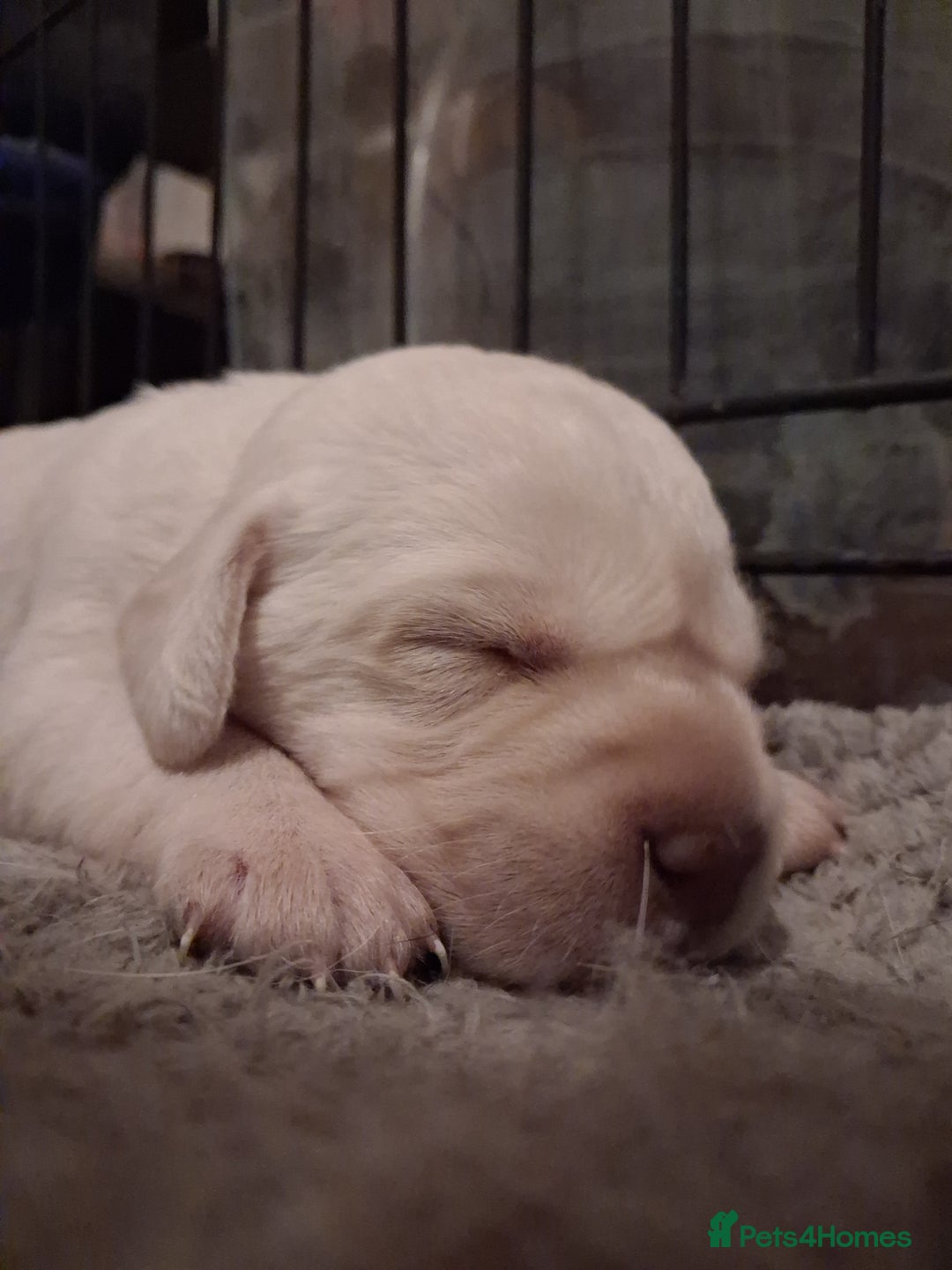 Labrador Retriever dogs for sale: **HEALTH TESTED ** Traditional labrador puppies - Advert 1