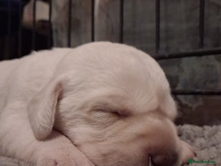 Labrador Retriever dogs **HEALTH TESTED ** Traditional labrador puppies - Advert 2