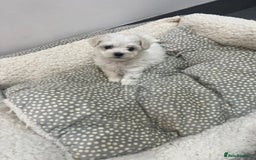 Bichon Frise dogs for sale: KC Registered Pedigree Bichon Frise Puppies - Image 3