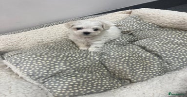 Bichon Frise dogs - Advert 1