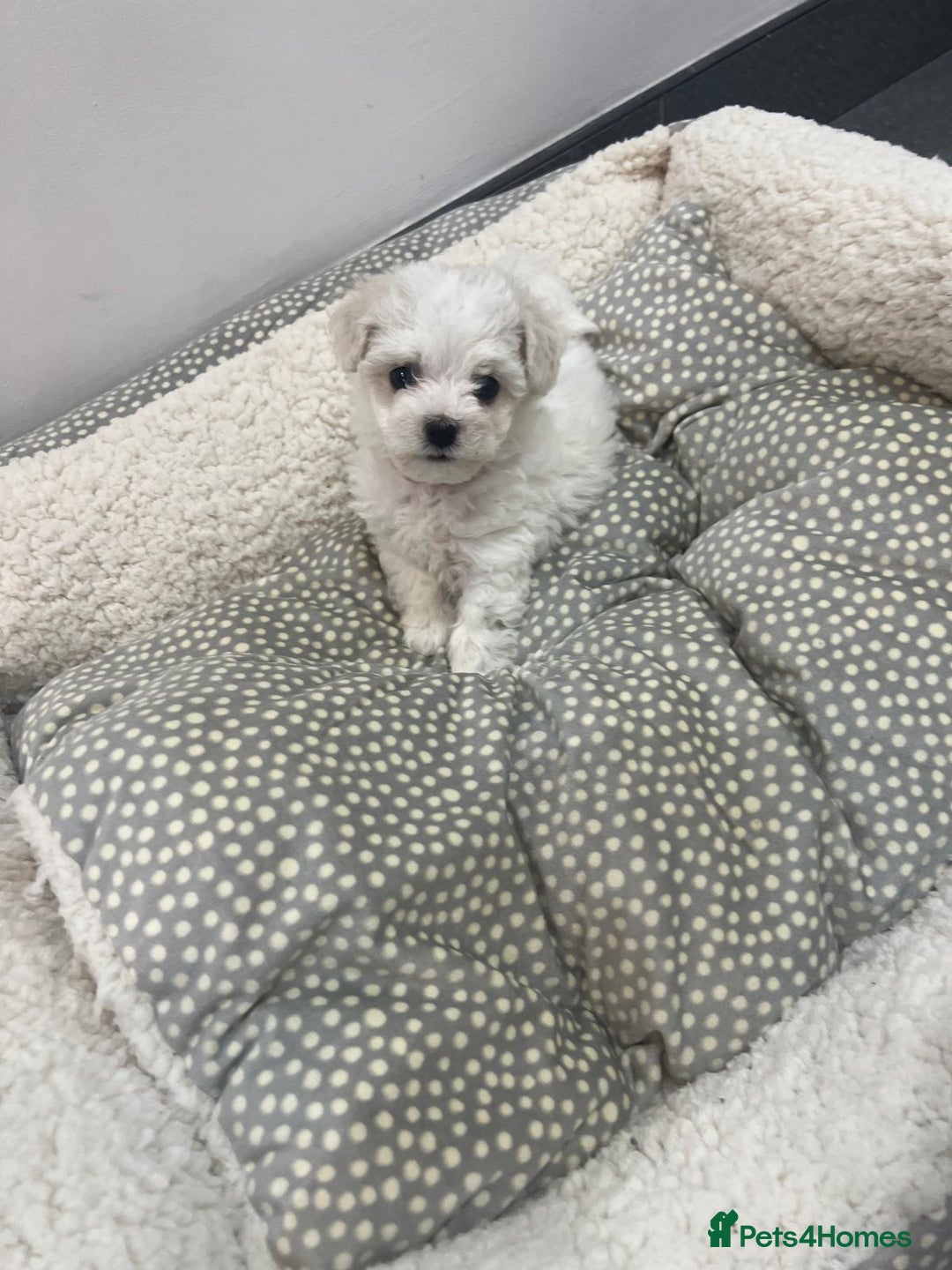 Bichon Frise dogs for sale: KC Registered Pedigree Bichon Frise Puppies - Image 3