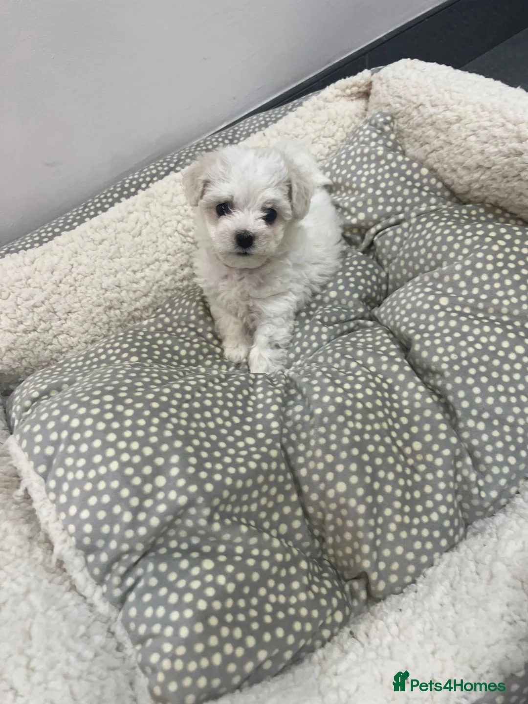 Bichon Frise dogs for sale: KC Registered Pedigree Bichon Frise Puppies - Advert 3