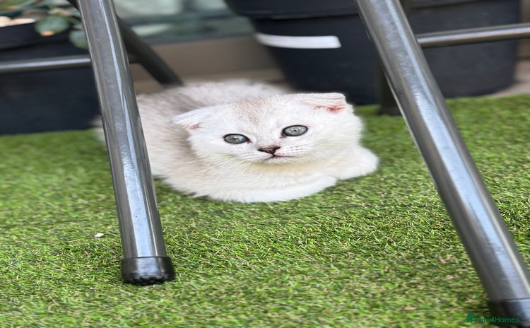 Scottish Fold cats - Advert 5
