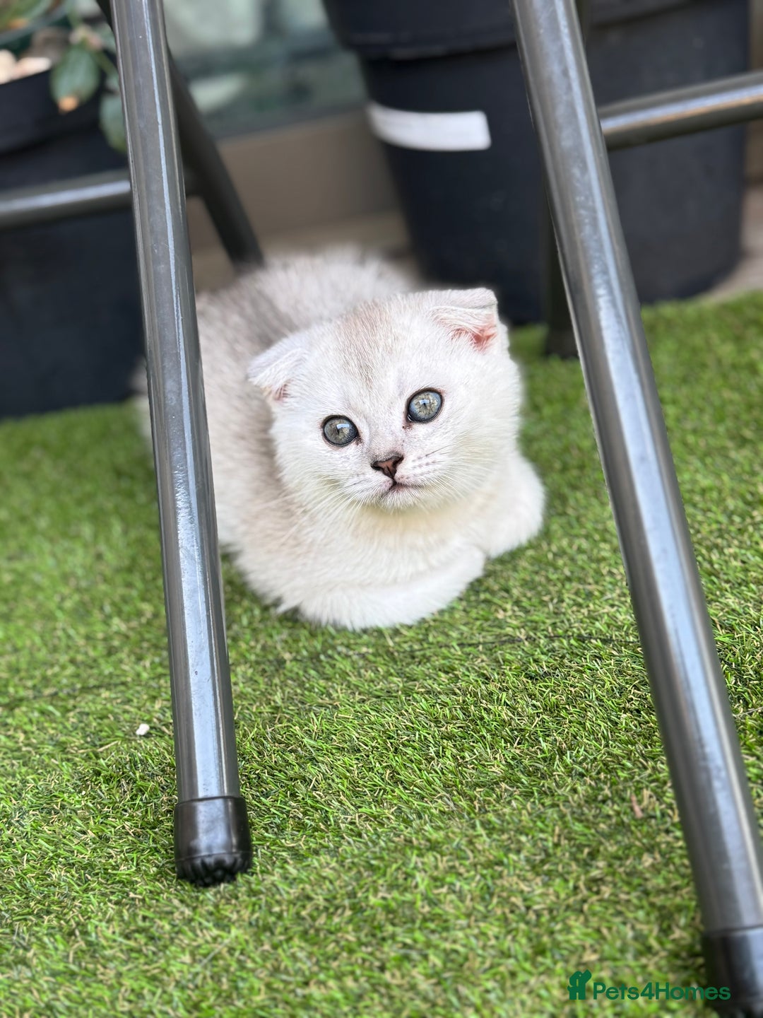 Scottish Fold cats for sale: 🐱 One boy left 🐱 Open for offers ❤️ - Image 3
