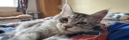 Maine Coon cats for sale: Beautiful Maine Coon Sisters Ready Now 🐾 - Advert 5