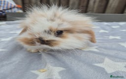Mini Lion Lop rabbits for sale: 2 baby lion lops 6 week old - Image 6